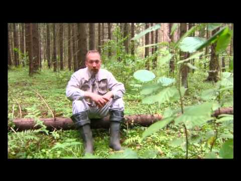 Видео: Барсук