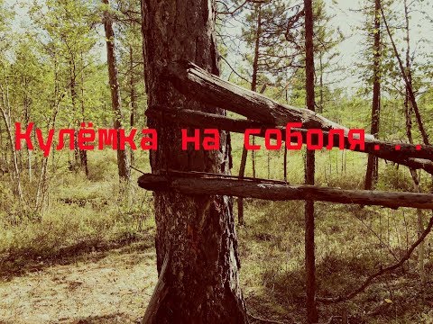 Видео: Кулёмка на соболя. Устройство и принцип работы.