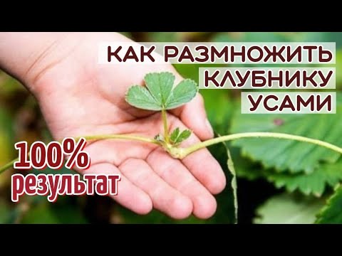 Видео: Самый ЛУЧШИЙ способ размножения КЛУБНИКИ. Размножение клубники УСАМИ.