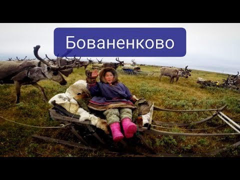 Видео: Ямал. Бованенково. Ненцы