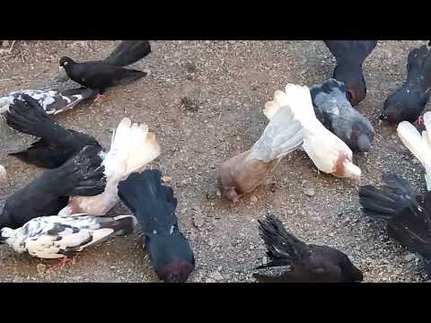 Видео: Измаильский длинный Турман