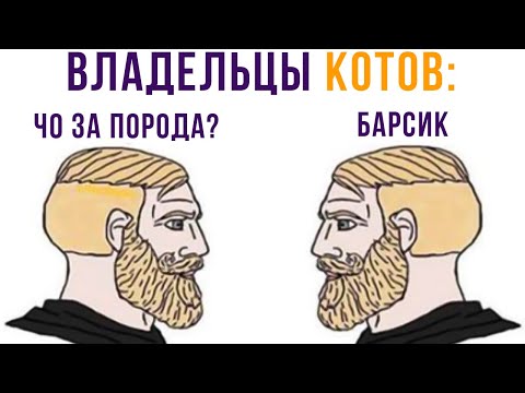 Видео: Владельцы котов))) Приколы | Мемозг 628