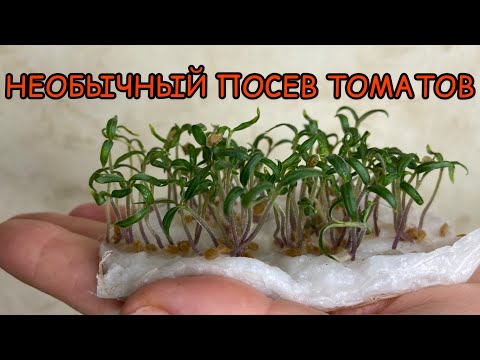 Видео: ЭТОТ СПОСОБ ПОСЕВА ТОМАТОВ ЕЩЕ НИКТО НЕ ПОКАЗЫВАЛ