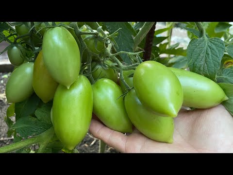 Видео: Эти ТОМАТЫ ОБЯЗАТЕЛЬНО оставляю для следующего сезона! Обзор