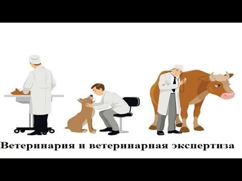 Видео: Ветеринария и ветеринарная экспертиза