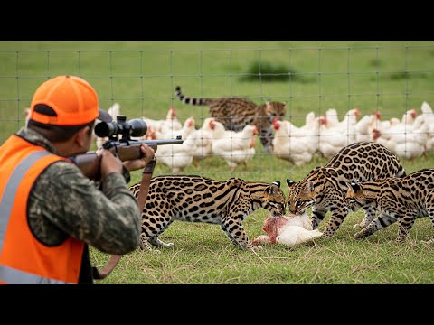 Видео: Как американские охотники и фермеры справляются с миллионами рысей | Охота на кабанов