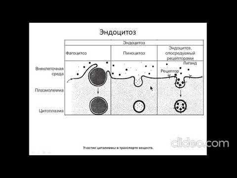 Видео: Лекция: "Структурно-функциональная организация клетки. Клеточная оболочка."