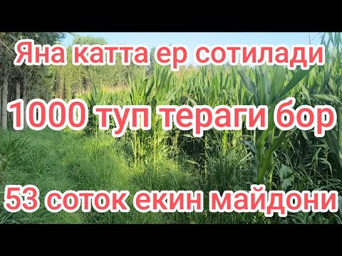 Видео: 1 гектар у 18 соток 1000 дона терак 53 соток екин майдон