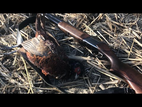 Видео: Охота на Фазана ,с Курцхааром 2023