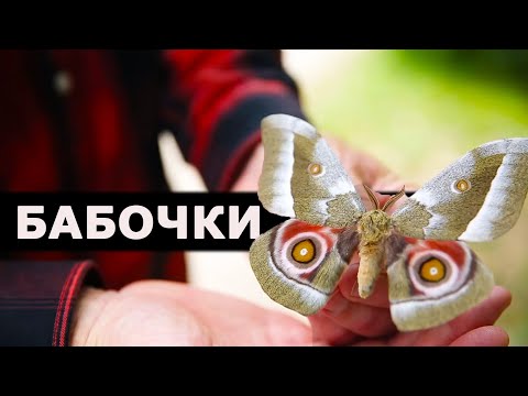 Видео: Бабочки-ВАМПИРЫ, вредители и маскировщицы! Можно ли их трогать? // Энтомолог