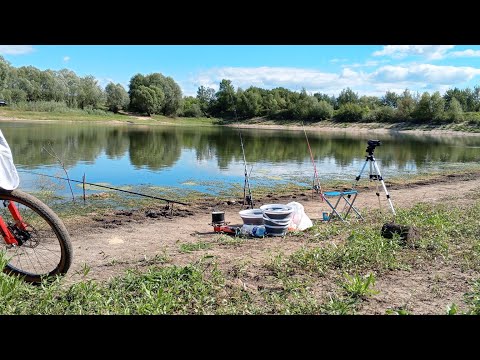 Видео: Ловля 🎣 карася в августе