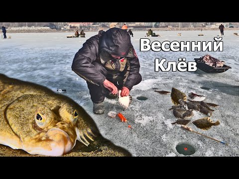 Видео: Огромные косоглазые рыбы не лезут в лунку! Рыбалка весной на опасном тонком льду!
