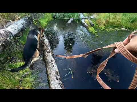 Видео: Немецкая овчарка, Оскар выгуливает меня.