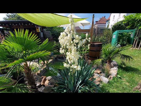 Видео: Я дома ....