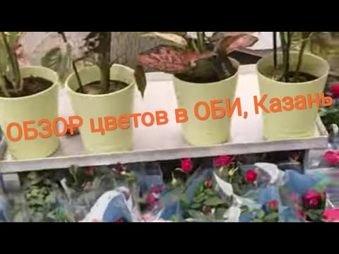 Видео: Ассортимент цветов в магазине ОБИ. г. Казань.