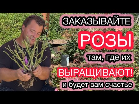 Видео: САЖЕНЦЫ РОЗ ОТ РЕАЛЬНЫХ ПРОИЗВОДИТЕЛЕЙ. Обзор заказа от Полины Козловой @rozariumbiz4411