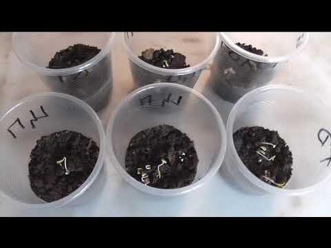 Видео: Рассада помидоров для открытого грунта от посева до высадки.  Практический опыт.