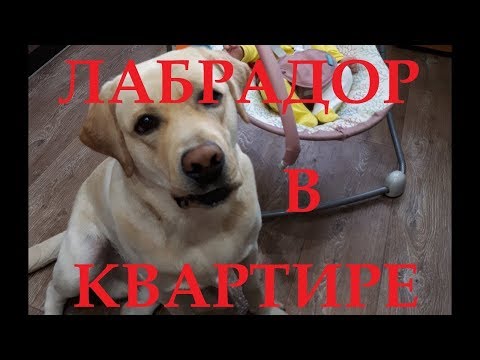 Видео: ЛАБРАДОР В КВАРТИРЕ. LABRADOR