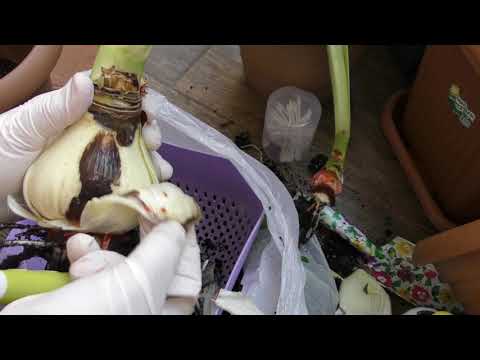 Видео: Пересадка гиппеаструма Alfresco