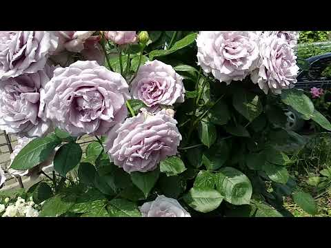 Видео: Розы Кордес.  Новалис - ничего себе флорибундочка.