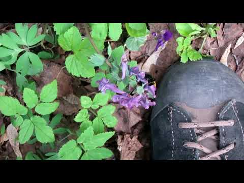 Видео: Хохлатка плотная. Corydalis solida. Опыление