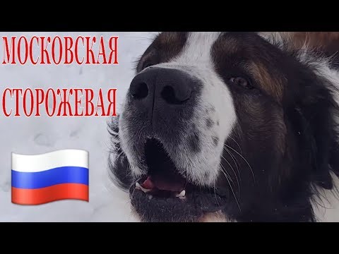 Видео: Московская сторожевая / Порода московская сторожевая / Охрана / Дрессировка / Moscow watchdog