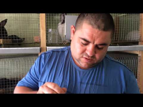 Видео: Ушной клещ и глисты у кроликов, что делать?