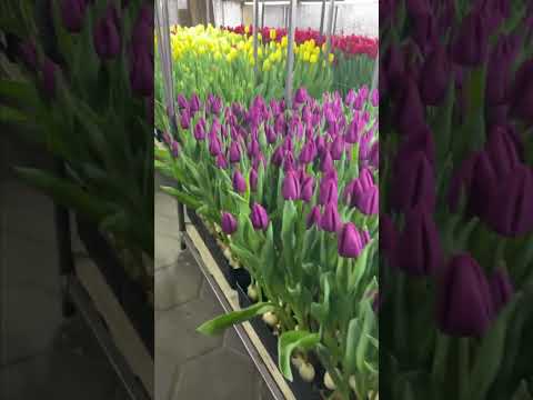 Видео: Выгонка тюльпанов в гараже😁🌷