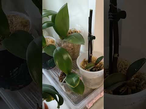 Видео: Денрофаленопсис будет цвети!!! 🌸 Обзор орхидей!!!