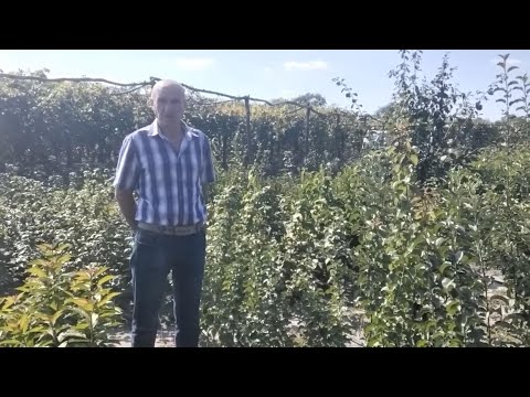 Видео: Прогулянка по саду. Частина 1.