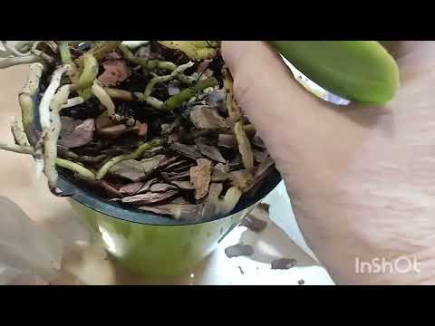 Видео: Пересадка орхидей в домашних условиях, 20 октября#орхидея#орхидеи#цветы# flowers