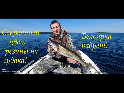 Видео: Секретный цвет резины на судака! Белоярка радует)