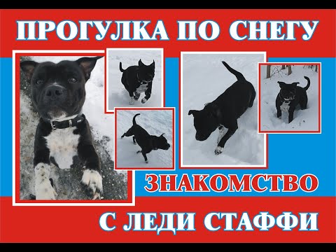 Видео: Стаффордширский бультерьер прогулка по снегу, знакомство с Леди.