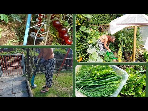 Видео: Наводим  порядок  на даче.. косим траву / собираем урожай