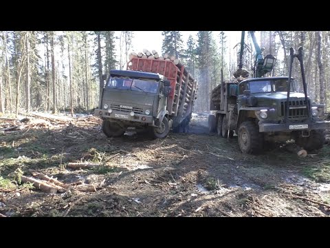 Видео: Как Камазы лесовозы выезжают с делянки.