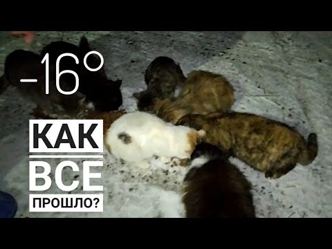 Видео: СПАСЕНИЕ ПРЕДАННЫХ КОШЕК И КОТЯТ ОТ МОРОЗА