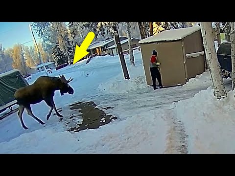 Видео: Удивительные Моменты с Лосем, заснятые на видео