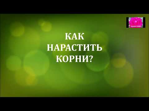 Видео: УХОД ЗА МОЛОДЫМИ РОЗАМИ. НАЧИНАЮЩИМ. ОТВЕТЫ НА ВОПРОСЫ.