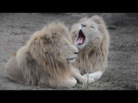 Видео: ЭТО  ЧТО-ТО ! У львиц Стервы и Степешки поменялся характер  !