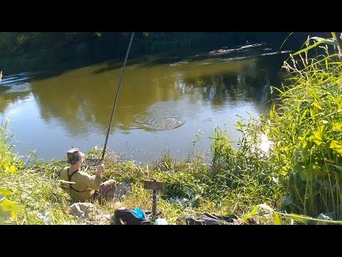 Видео: ЗАШЁЛ В ЗАРОСЛИ НА РЫБАЛКУ И НЕ ЗРЯ. Ловля рыбы летом в сильную жару. Рыбалка на поплавок.