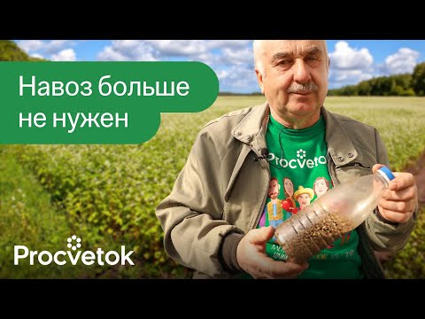 Видео: ГОРАЗДО ЛУЧШЕ НАВОЗА! Всего одно растение сделает почву плодородной, рыхлой и здоровой