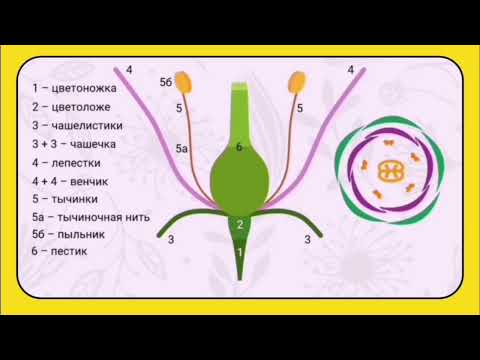 Видео: Цветок и егог строение