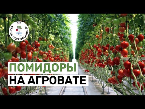 Видео: Помидоры на минеральной вате (агровате)