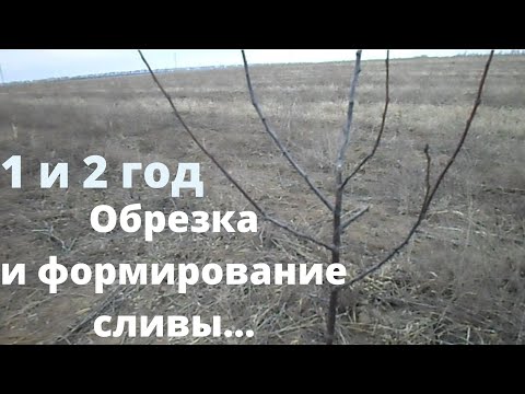 Видео: Обрезка сливы весной правильно и формирование кроны..