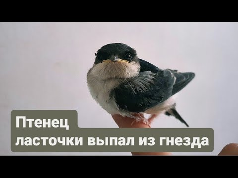 Видео: Как мы выкормили птенца городской ласточки