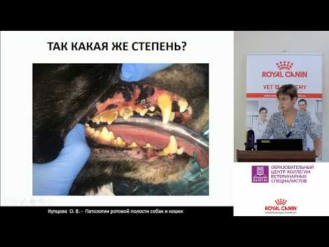 Видео: Купцова О. В. - Патологии ротовой полости собак и кошек: на что стоит обратить внимание