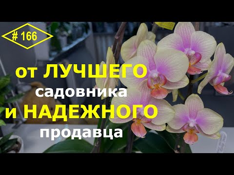 Видео: # 166 Правильные действия приводят к ожидаемому результату. Что делать с орхидеей после покупки