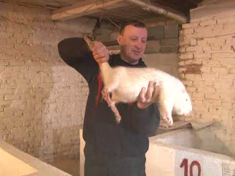 Видео: НУТРІЄВА ФЕРМА