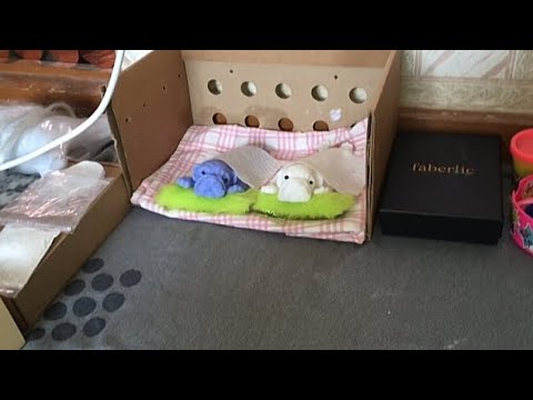 Видео: Обзор домика сквиш собачек🫶🏻🐾