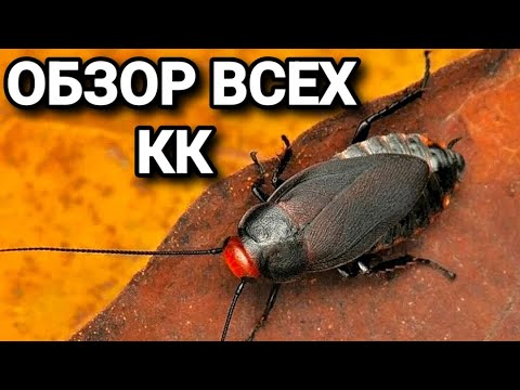 Видео: Обзор всех кормовых культур 2022. #МуравьиЯрославль